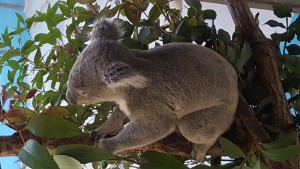 Koalas have always been on of my favorite animals, and they let you get real close at Tama Zoo.